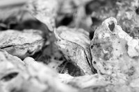 The shell is the outer layer of an oyster's defense.