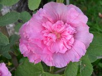 You could use hollyhocks as a living fence.