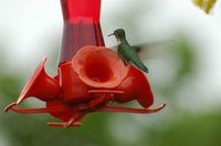 Attract tiny fliers with refreshed hummingbird food.