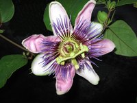 Pretty, but poisonous?
