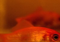 The goldfish is a popular minnow.