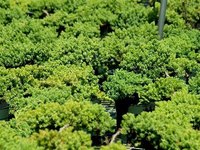 Low-growing junipers stay green year round.