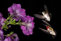 Hummingbirds enjoy colorful flowers, such as petunias.