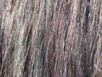 Horse hair can be used for a variety of crafts, including floggers.