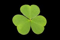 The shamrock is a popular St. Patrick's Day symbol.