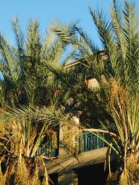 Use palm branches for easy crafts.