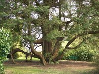 Vegetation seldom grows beneath cedar trees.