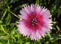 Many flowering plants reproduce through seeds.