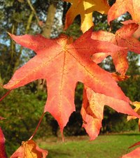 You can use wax paper to preserve the beauty of autumn leaves.