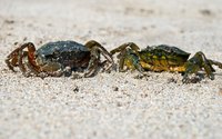 Though they might look scary, blue crabs are easy to clean.