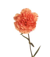 Paint a carnation by first drawing it with a pencil.