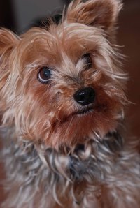 Yorkies fill the need for small-breed service animals.