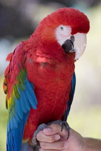 Turn heads at your next Parrothead party with a custom hat.