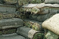 Using fescue sod will provide a family-friendly lawn in a short period of time.