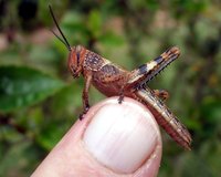 Hop down the sidewalk on Halloween in a grasshopper costume.