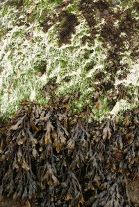 Kelp, a common type of seaweed, is used as a detox treament.