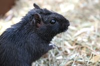 Some gerbils live in the wild.