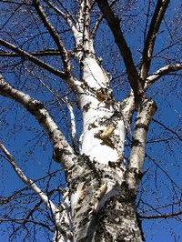 Keep your birch trees pruned to encourage healthy growth.
