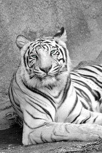 The white tiger is a majestic animal with black and white coloring.