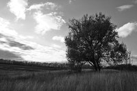 Represent the textures of a tree with crumpled paper.