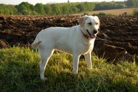 Labradors are particularly prone to arthritis.