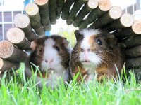 Your child's guinea pigs will gladly dispose of your fruit and vegetable scraps.