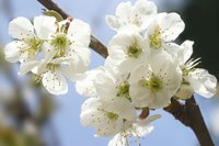Dwarf cherry trees can be pruned much in the same way as their taller cousins.