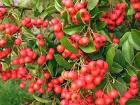 Missouri's state flower produces bright red hawthorn berries.