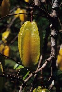 Carambola, or starfruit, is a subtropical fruit that thrives in South Florida.
