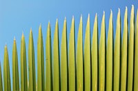 Weave thatch from palm fronds.