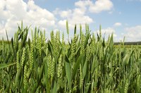 Pesticides help protect crops.