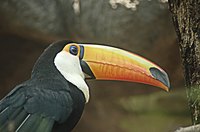 A toucan's main feature is its oversized beak.