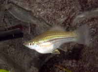 Guppies are a hardy species often recommended for beginning aquarium hobbyists.
