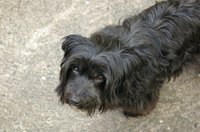 The proper dog grooming supplies are vital to the business.