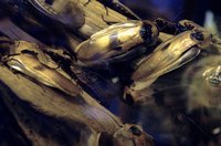 Use Borax to get rid of cockroaches safely.
