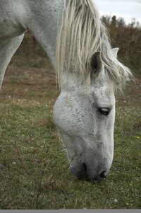 There are many careers that allow for extensive interaction with horses