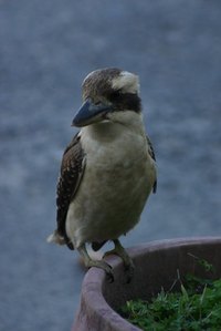 Dress up as this iconic Australian bird next Halloween.