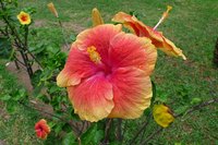 Center a pipe cleaner for the hibiscus flower stamen.