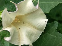 Datura inoxia is one type of toxic moonflower.