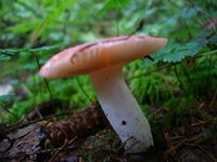 A mushroom shape is easy to make with tie-dye
