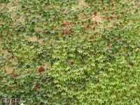 It may look attractive climbing a building, but left unchecked, English ivy can completely take over a forest.