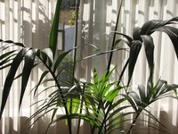 Indoor palm trees are susceptable to attack by insects.