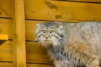 You can make a bobcat sculpture out of craft materials.
