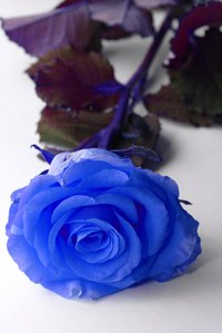 A deep-blue rose.