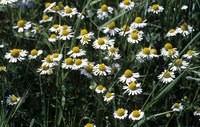 Chamomile is a flower grown in Germany.