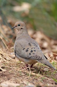 The adult mourning dove