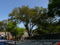 Live oak creates deep shade.