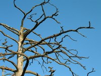 Using tree trunks as porch posts is environmentally and cost friendly.