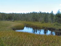 The beauty of wetlands makes them desirable for building.