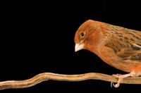 A canary's appearance, as well as behavior, depends on its breed.